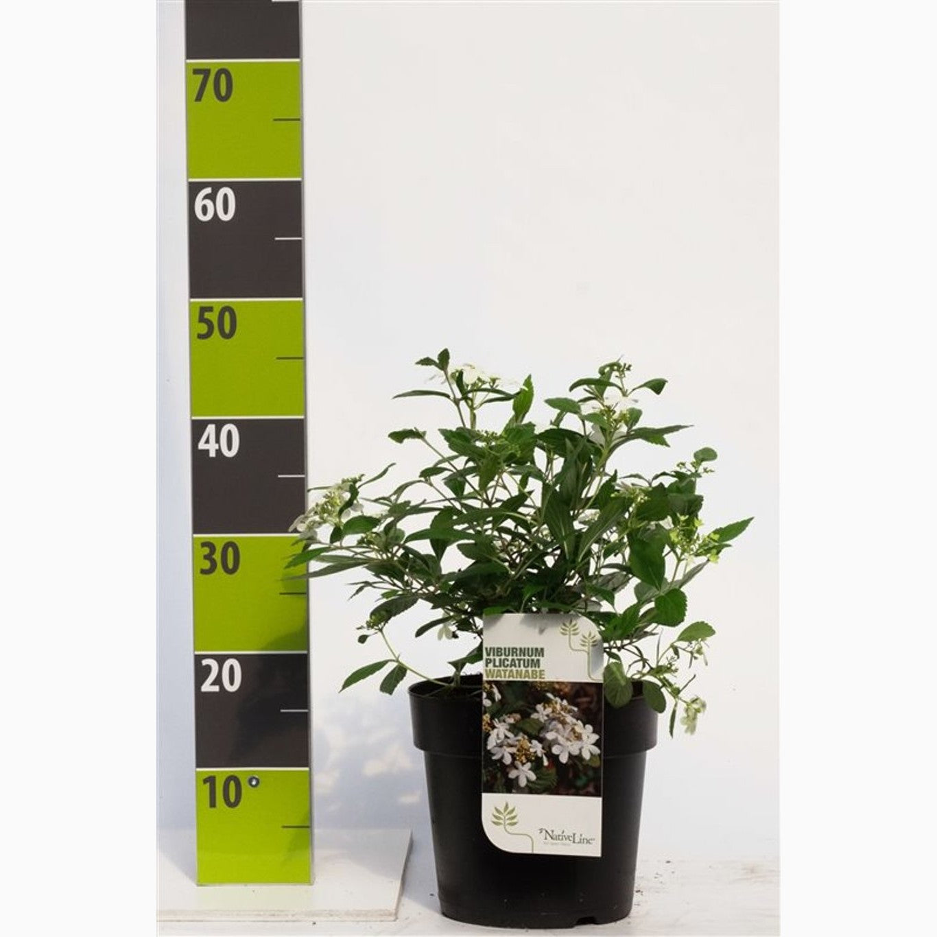 Japanskt olvon – Viburnum plicatum 'Watanabe' - C4,6 40-60 CM